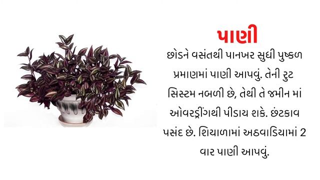 wandering jew | પર્પલ હર્ટ વેલ | ઝેબરીના |inchplant, hanging plant |semi shade vine, હેંગિંગ પ્લાન્