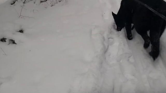 ЧУТЬ НЕ ЗАБЛУДИЛИСЬ !!!\ИЩЕМ СОБАКУ!!! смотреть онлайн