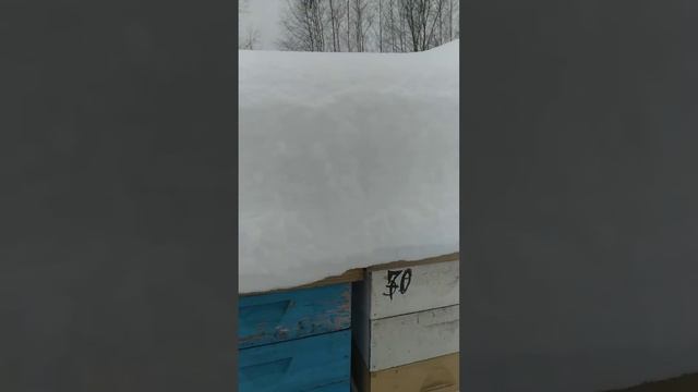 Зимовка пчёл в Беларуси на воле. смотреть онлайн