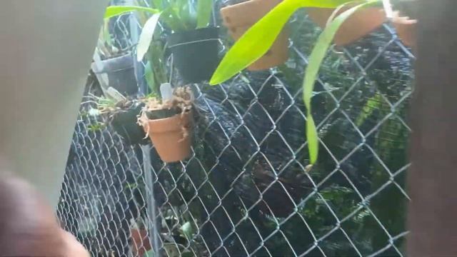 AN ORCHID A DAY EPISODE 535 BLACK ROT ON ENCYCLIA AND HOW TO SAVE THE ORCHID #researchorchidhybrid