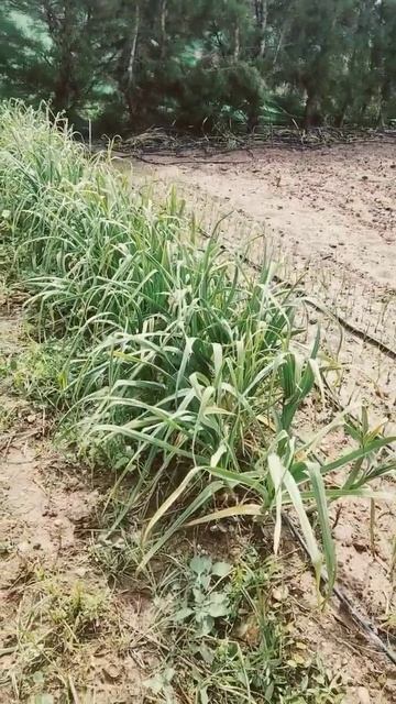 Proceso de capado de los ajos смотреть онлайн