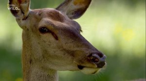 Новая дикая природа Европы 3 серия «Спасение медведей Европы» (документальный сериал, 2020)