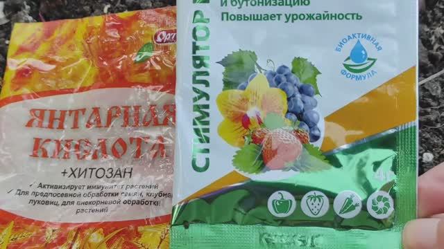 КАК РЕАНИМИРОВАТЬ РОЗЫ после тяжелой зимы с помощью ЯНТАРНОЙ КИСЛОТЫ #розы #янтарнаякислота я #сад смотреть онлайн