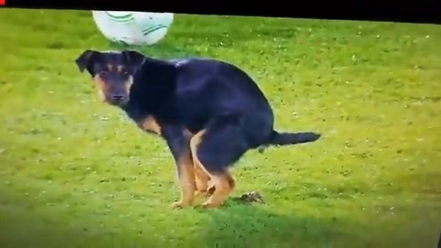 Perro caga en un partido de fútbol en Europa league смотреть онлайн
