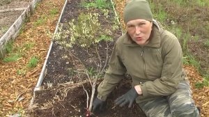 Особенности выращивания голубики