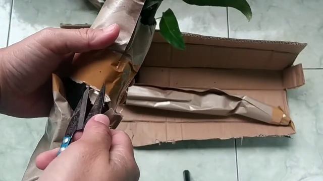 UNBOXING REVIEW PAKET TANAMAN MOSTERA-PHILODENDRON BURLE MARX BREKELE-KELADI TIKUS SYGONIUM RAYII смотреть онлайн
