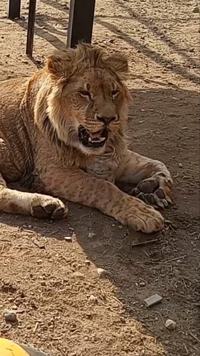 ШЕРХАН - радость всех. #шерхан #шерхан_тайган #лев #минск #зоопарк #lion #shortvideo #животные смотреть онлайн