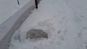 Спасаю розы, снегом сломало укрытие на розах😭