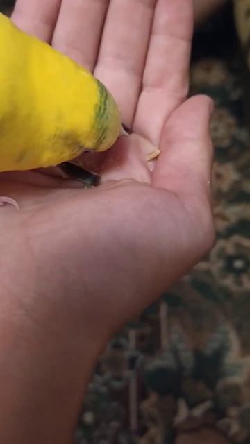 Говорящий попугай Кеша кушает семечки. Забавное видео с попугаем 😄!