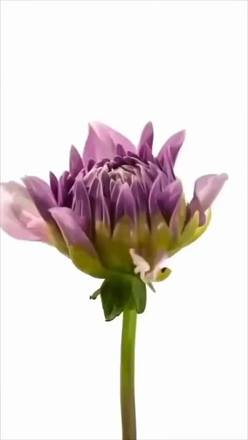 #auto #automobile #light #trend #work