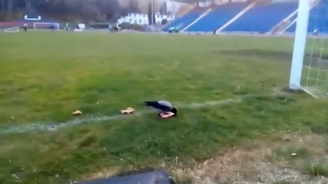 сорока играется чехлом от телефона смотреть онлайн