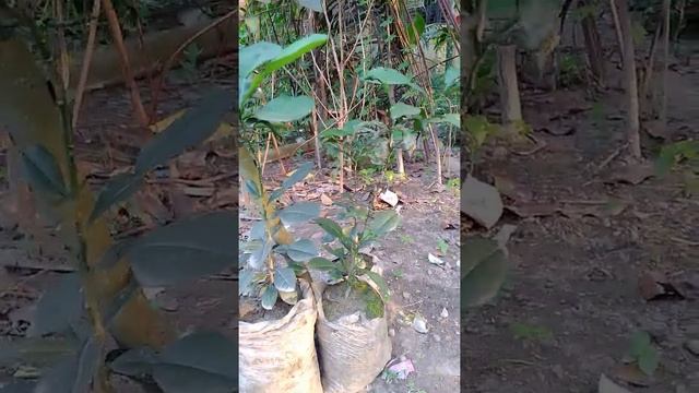 First time i saw turmeric flower |papaya, orange , lemon, lichi treee смотреть онлайн