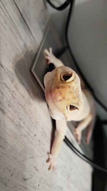 Саша и его питомец