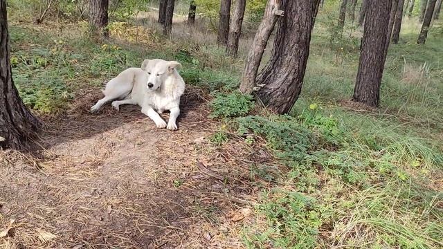 #осенняяпрогулка Прогуляюсь я по лесу, посмотрю на красоту(2.10.22г.). смотреть онлайн