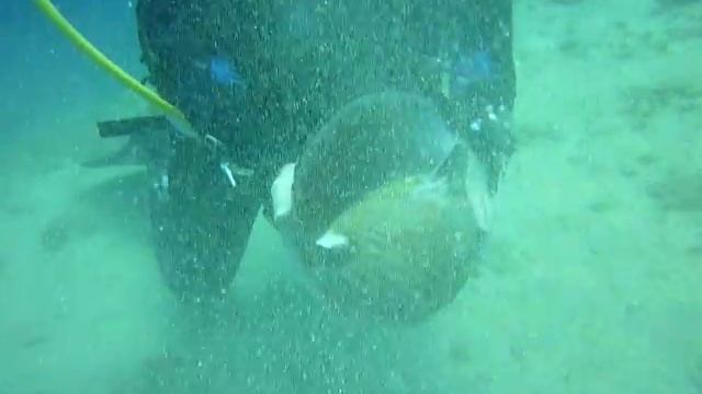 Tonnidae 1.MOV смотреть онлайн