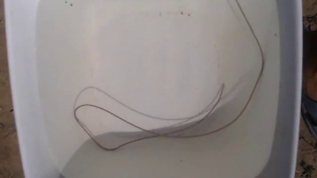 Водяной червяк, (Кандыагаш) смотреть онлайн