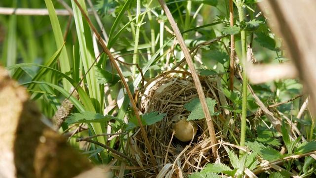 Пеночка Теньковка 170504 3 у Тупикина колодца 10 смотреть онлайн