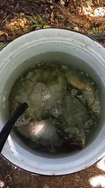 Как и сколько я отмачиваю рыбу после засолки #shortsyoutube