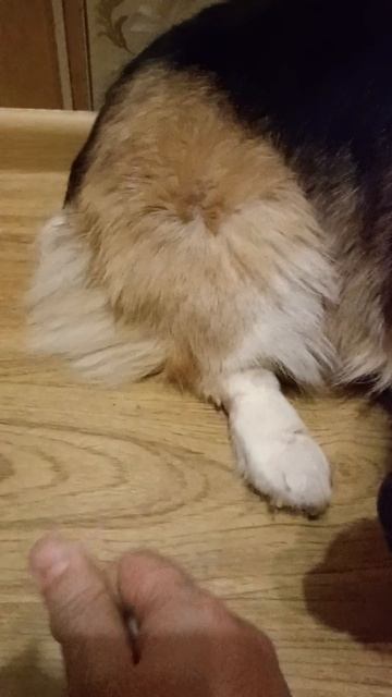 Пёсель линяет!