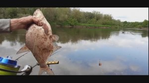 опять р. КЛЯЗЬМА - опять лещ .