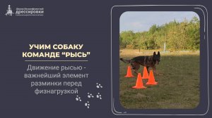 Учим собаку команде «Рысь»