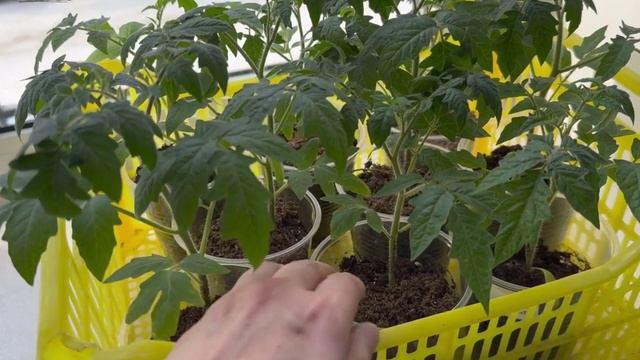 СЕКРЕТЫ КРЕПКОЙ РАССАДЫ ТОМАТОВ И ПОМИДОР! Делюсь опытом! смотреть онлайн