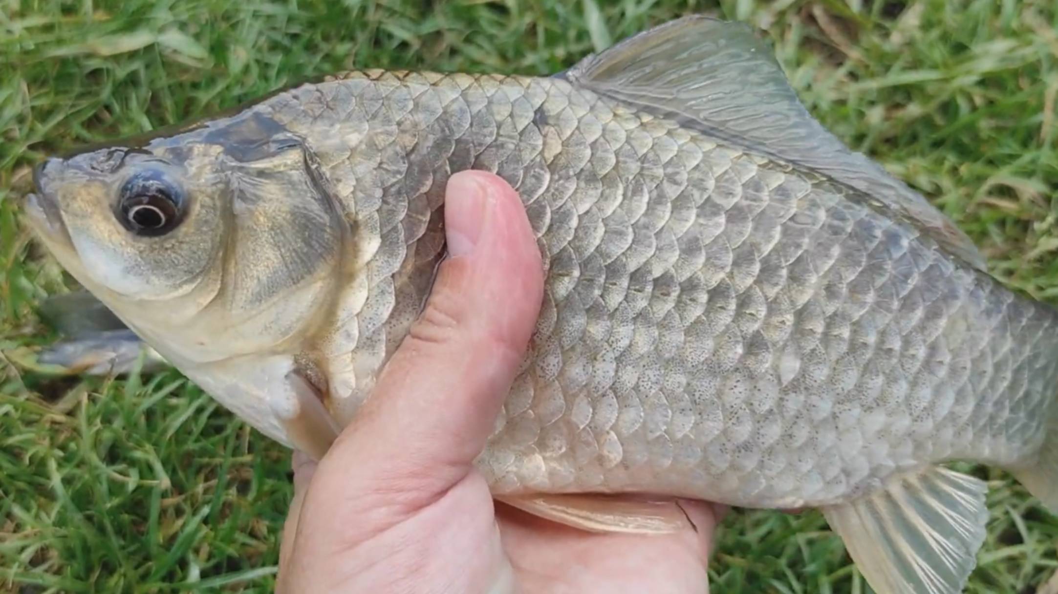 ЛОВЛЯ КАРАСЯ ВЕСНОЙ НА ДОНКИ. РЫБАЛКА НА КАРАСЯ. ЛУЧШАЯ ПРИМАНКА НА КАРАСЯ ВЕСНОЙ! РЫБАЛКА 2025 смотреть онлайн