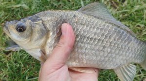 ЛОВЛЯ КАРАСЯ ВЕСНОЙ НА ДОНКИ. РЫБАЛКА НА КАРАСЯ. ЛУЧШАЯ ПРИМАНКА НА КАРАСЯ ВЕСНОЙ! РЫБАЛКА 2025