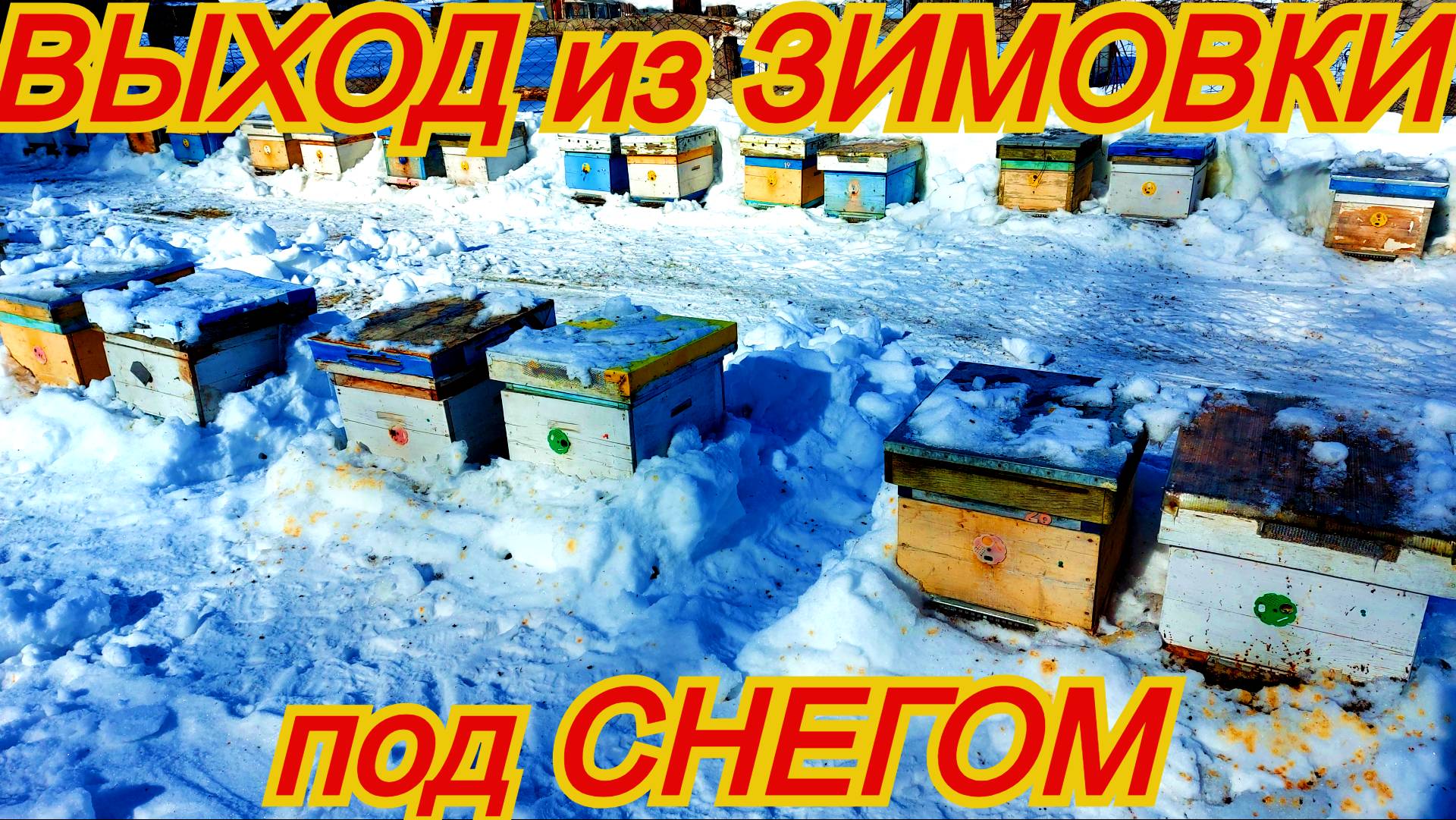 Раскопки пчёл из сугроба