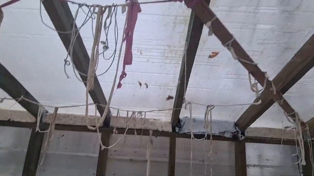 Декабрьская оттепель. Раскидываю снег. Теплица.  Рассада.