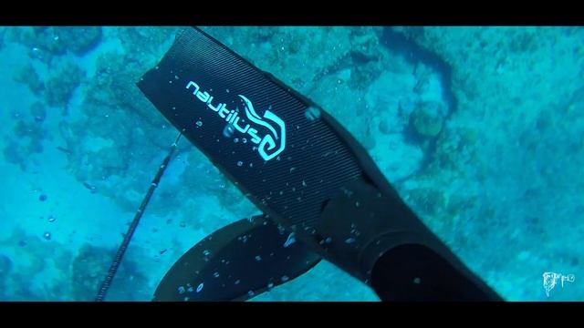 Spearfishing From a SEAPLANE in the Bahamas - BLACK REEF CO. смотреть онлайн
