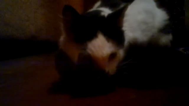 Летучая мышь 2013 07 18 смотреть онлайн