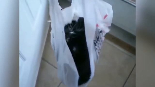Cмешные приколы приколы с котами и животными, нарезка с озвучкой смотреть онлайн