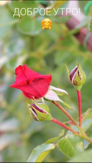 Доброе утро!🤗 смотреть онлайн