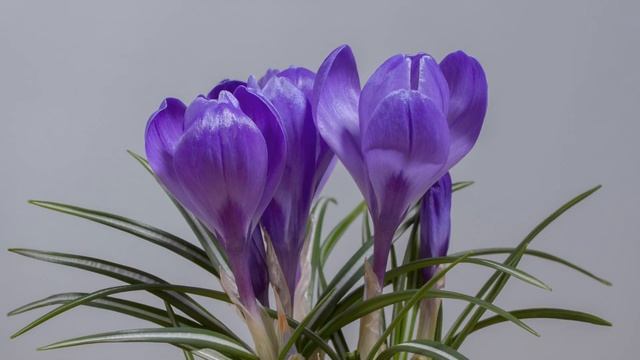 Blossom Bloom 4K Timelapse | Free Public Domain Video + Download Link смотреть онлайн