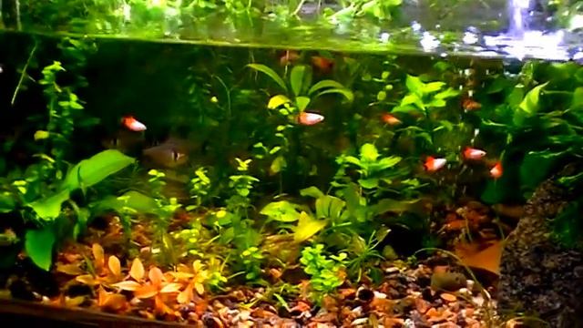 #Aquarium. Обновление старого аквариума. смотреть онлайн