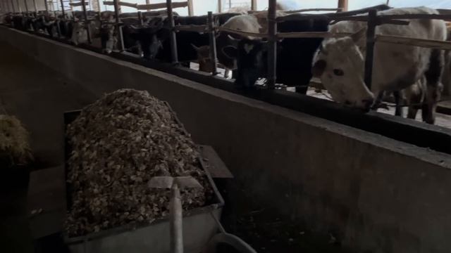 BUQA BOQISH SIRLARI UYDA ATALA BERIB 30 TA BUQADAN QANCHA DAROMAD OLSA BO’LADI