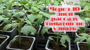 🌱 Как вырастить крепкую, коренастую рассаду томатов с насыщенным тёмно-зелёным цветом 🍅
