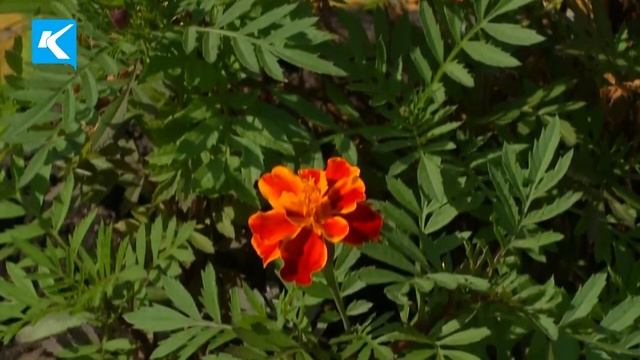 28 06 2019 Цветущий двор – на радость всем жителям улицы Новостройка смотреть онлайн