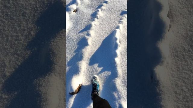 Мартовская пробежка по Колтушским высотам