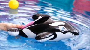 Маша Капуки чистит зубы - Обучающее видео для детей - Семья маленькой косатки