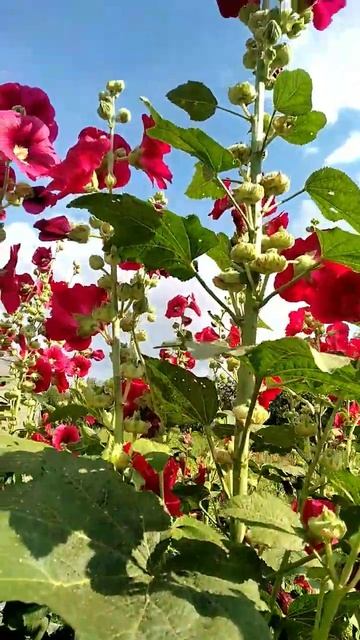 мальва высота 2 метра! #гармония #shorts #природа #цветы #мальва смотреть онлайн