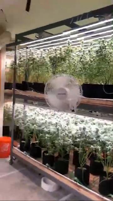 Indoor Grow Light And Shelf System.