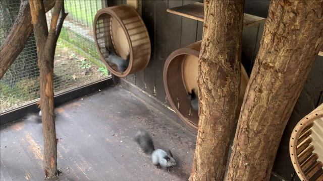 Белки.Ранневесеннее.Еженедельное видео о текущей ситуации. смотреть онлайн