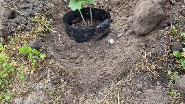 ЦЕЛЫЙ ДЕНЬ НА ОГОРОДЕ, НА УЖИН ПИКША В ФОЛЬГЕ /ЖИЗНЬ НА ХУТОРЕ В СЕНТЯБРЕ смотреть онлайн