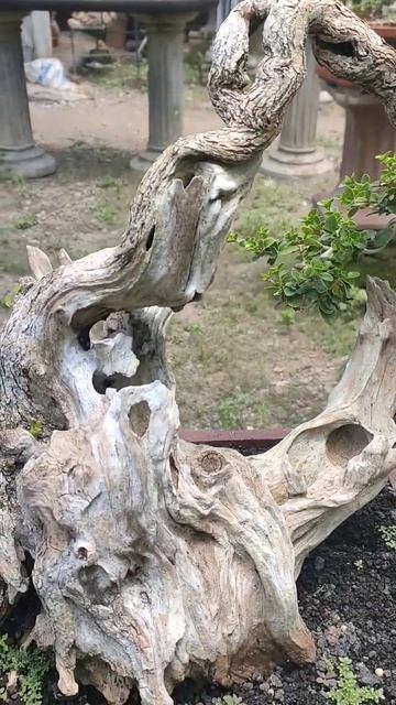 Bonsai Sancang Karakter Tua #shorts смотреть онлайн