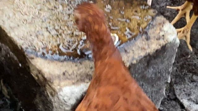 How to Grow Maggots, How to make a Maggot Farm for Chicken food, and Fish food смотреть онлайн