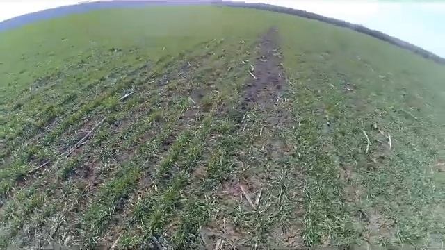 Пшеница Озимая! состояние на 19 марта 2019 год! смотреть онлайн