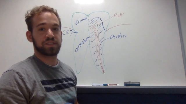 What's in a tooth? смотреть онлайн