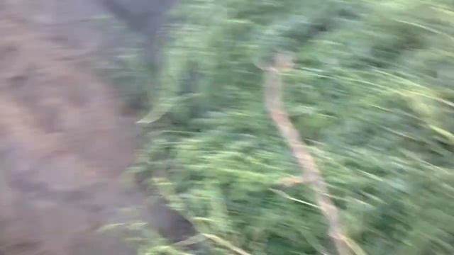 bugi buggy (agro gałowo) смотреть онлайн